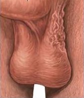 отвисшая мошонка - фото