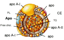 липопротеид высокой плотности - ЛПВП