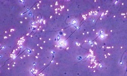 mar-тест - фото