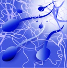 посткоитальный тест