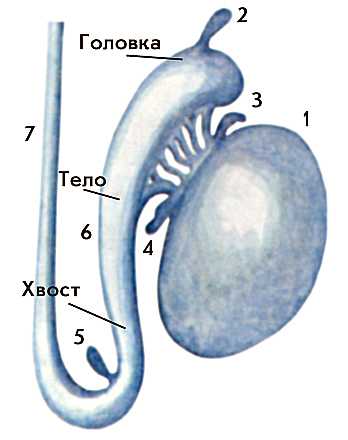 придаток яичка - эпидидимис