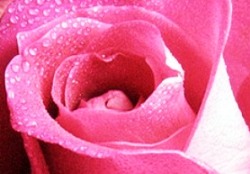 эрекция у женщин существует - тумесценция